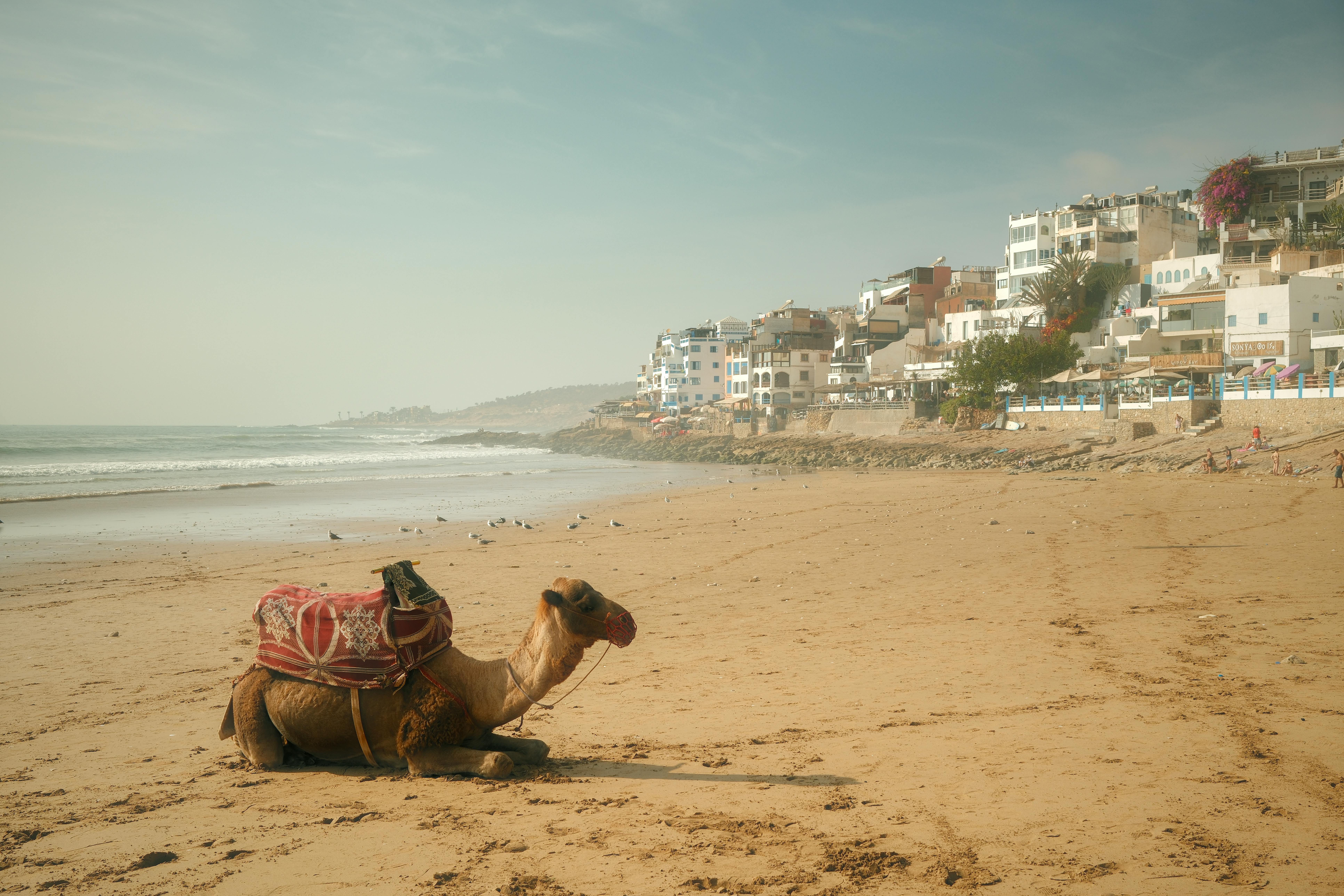 Agadir to Fes (6 days) a camel resting at the beach in Agadir