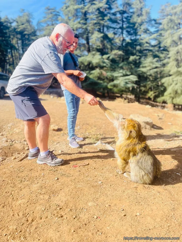 Casablanca to Marrakech (5 days) azrou cedar forest feeding monkey 2