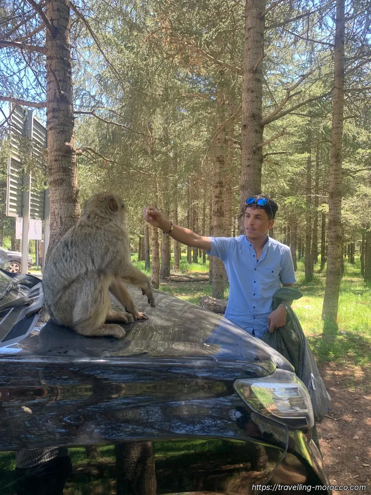 bosque de cedros de azrou alimentando a tres monos