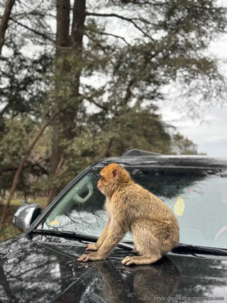 azrou cedar forest friendly monkey on vehicle 2