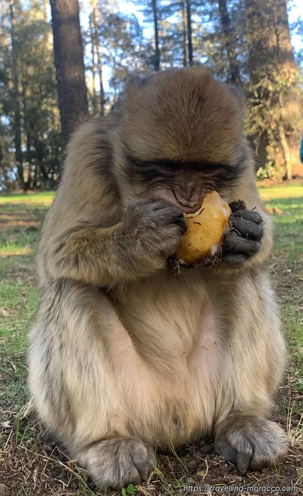 Agadir to Fes (6 days) azrou cedar forest monkey eating