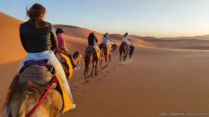 camels 12
