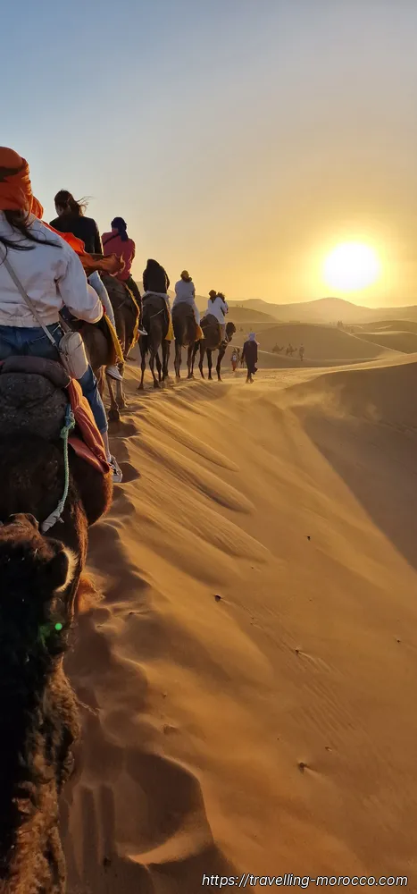 camels 6