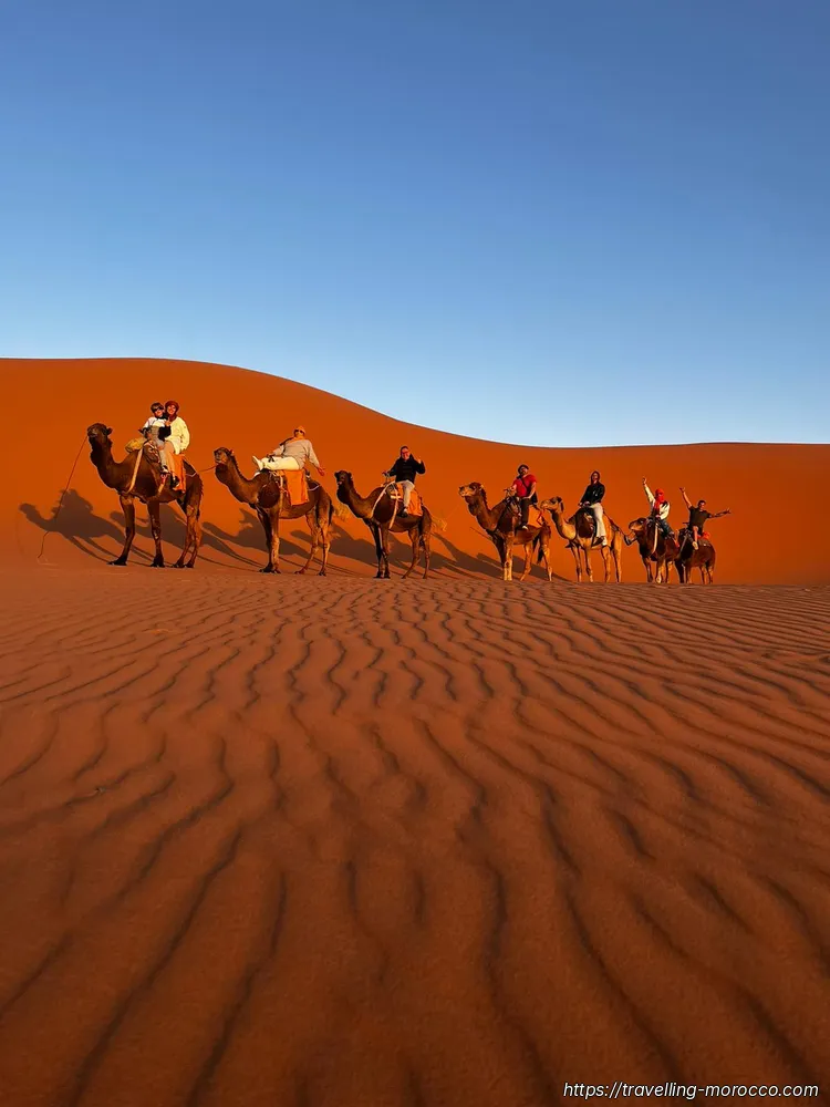 camels 7