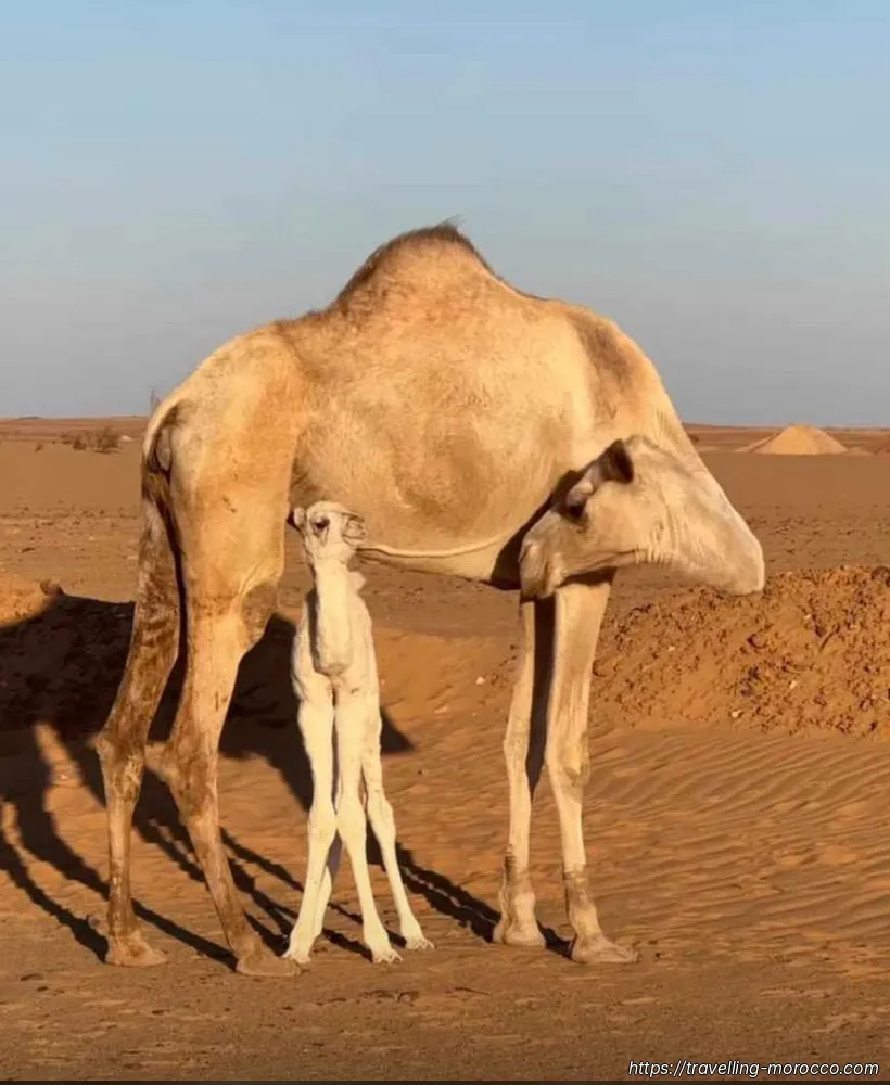 Casablanca to Marrakech (5 days) merzouga desert camel
