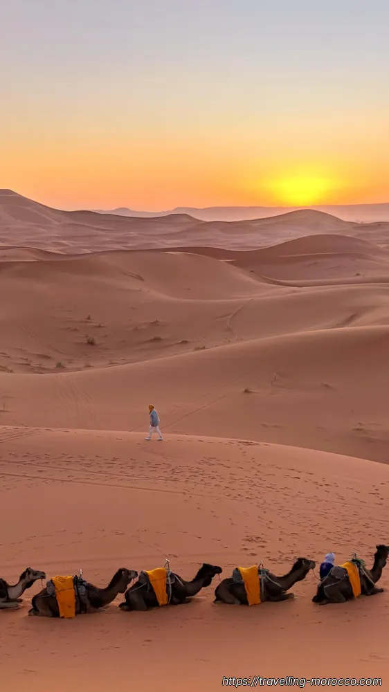 Merzouga vs Zagora: Which Moroccan Desert Is Better? merzouga desert camels 3
