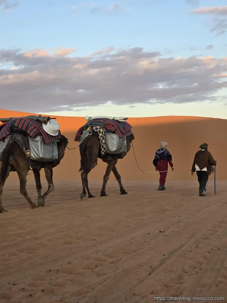 Marrakech a Fez. Tour por el desierto del Sahara (6 días) camellos del desierto de Merzouga