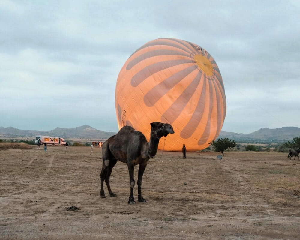 Hot Air Balloon Experience A camel stands near an inflated hot air balloon in Cappadocia's scenic landscape.